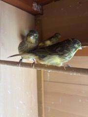 Baby canaries 