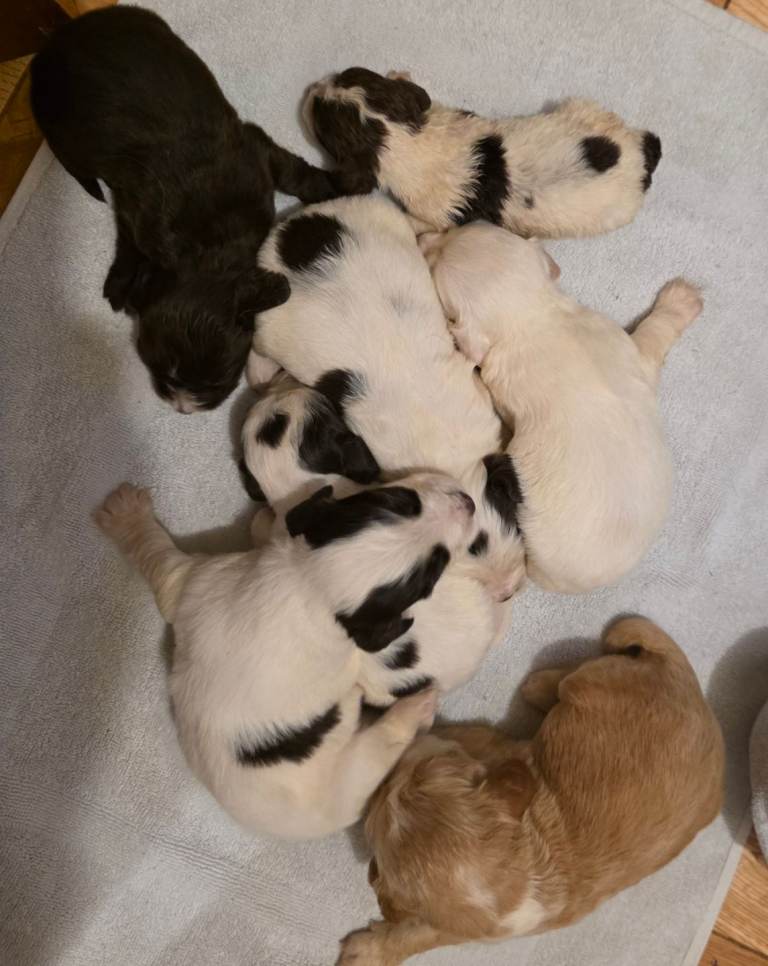 Cocker Spaniel pups