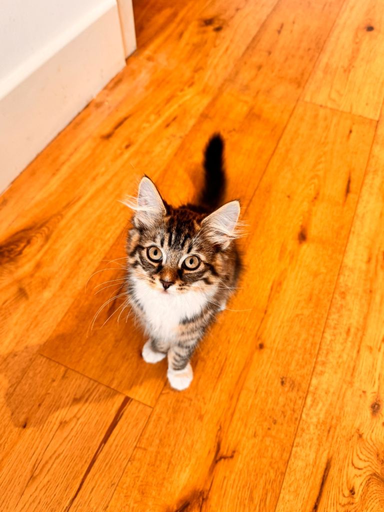 10 week old girl Kitten - price can be negotiated