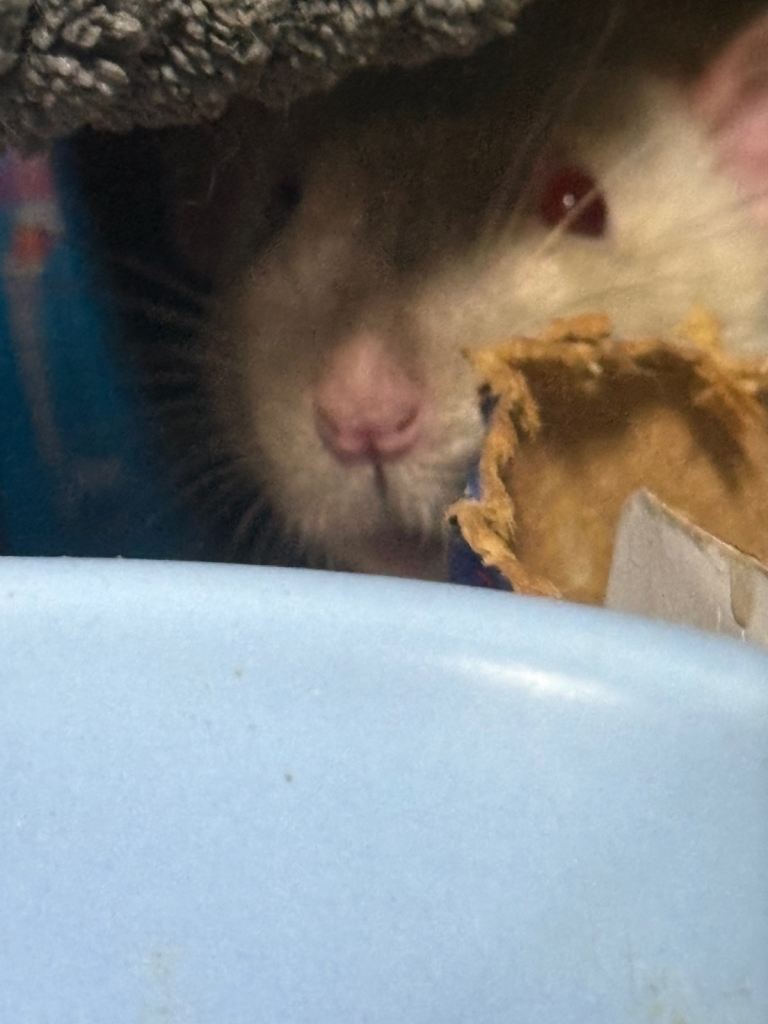 2 baby rats male 11 weeks old can come with cage etc 