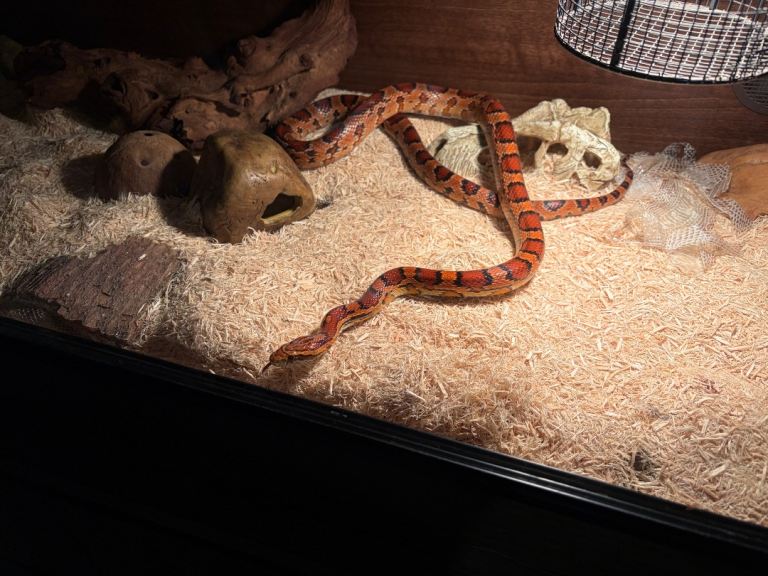 Corn Snake
