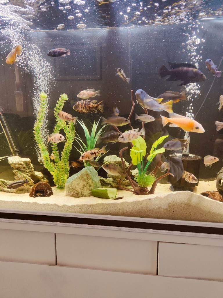 Malawi cichlid aquarium fish