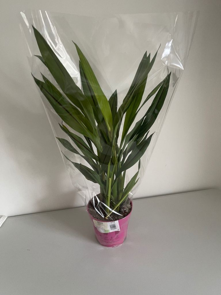 Tesco Curcuma House Plant in Pink Pot – Brand New