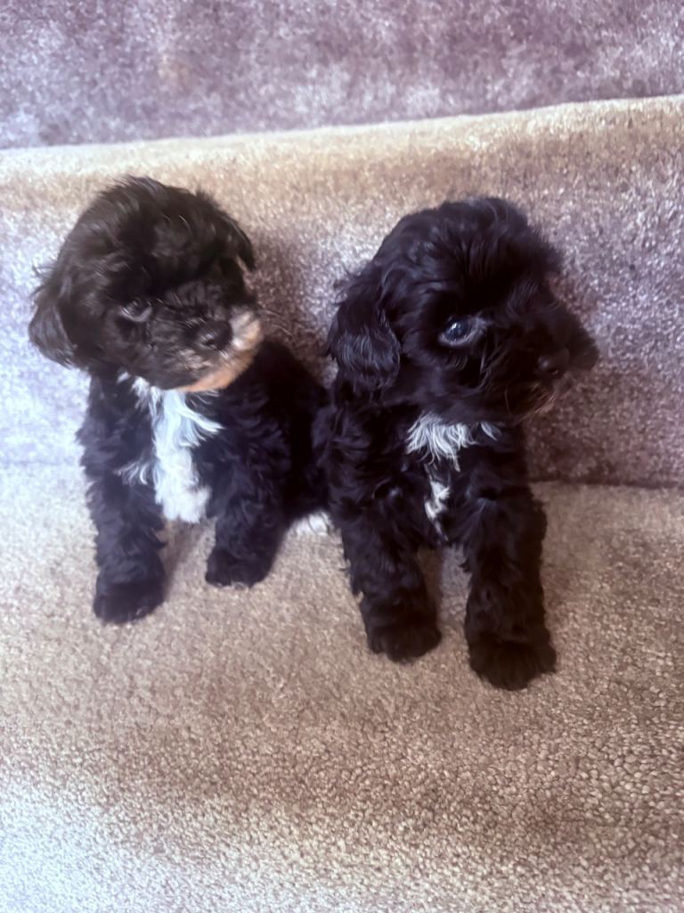 Yorkiepoo puppies READY NOW! 