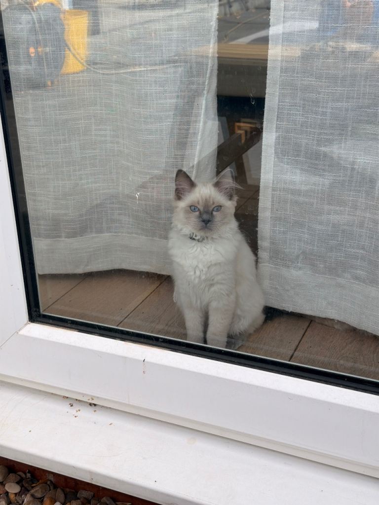 Last Blue Point Ragdoll GIRL kitten available 
