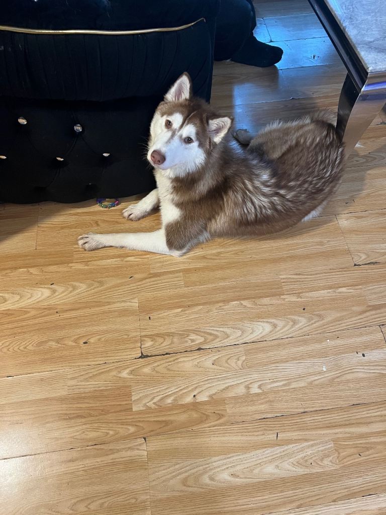 Dog for sale Husky 