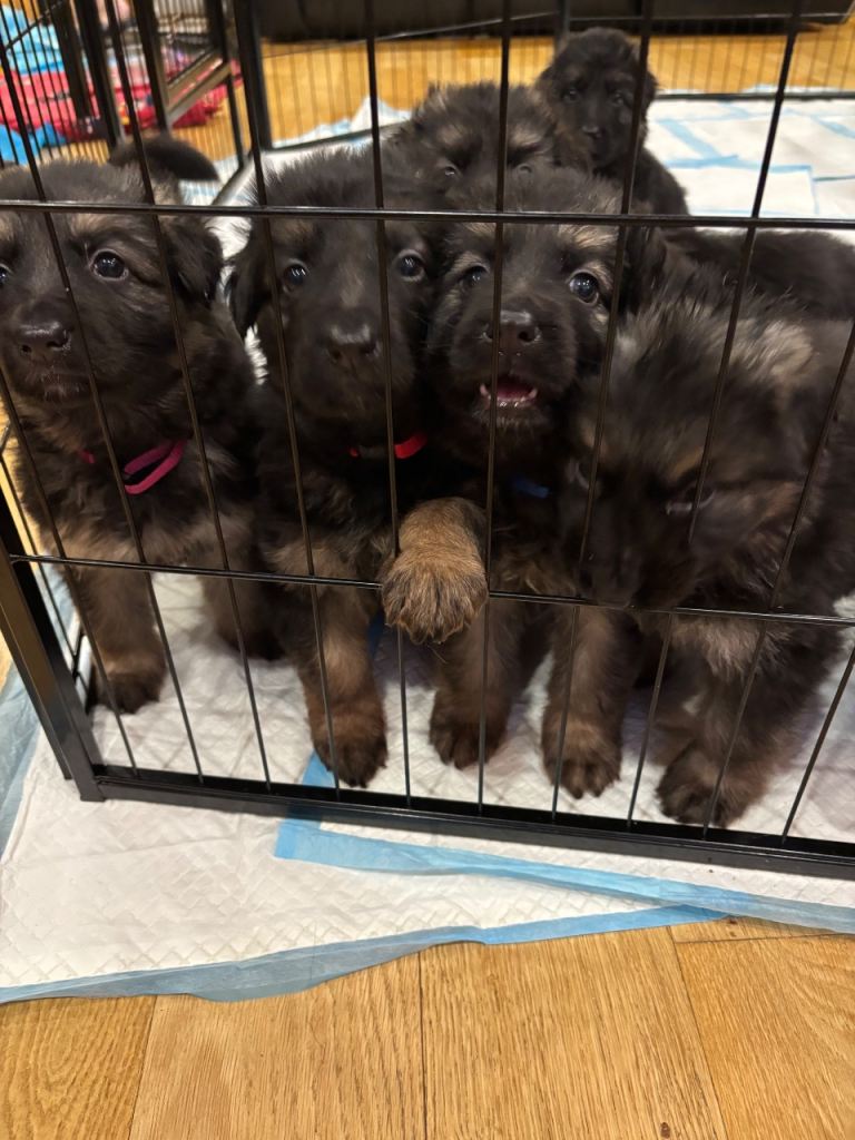 German Sheperd Pups 