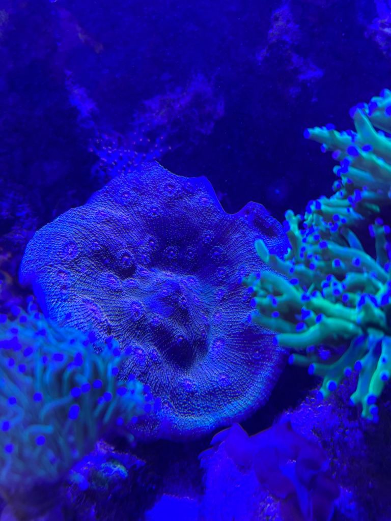 Coral for sale 