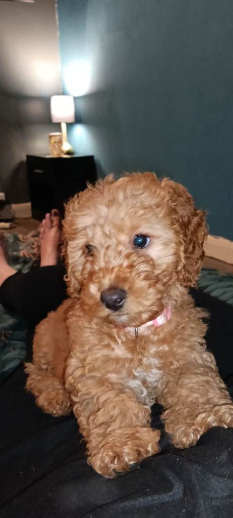 Cleo- Gorgeous F1b miniature cockapoo teddy bear female 