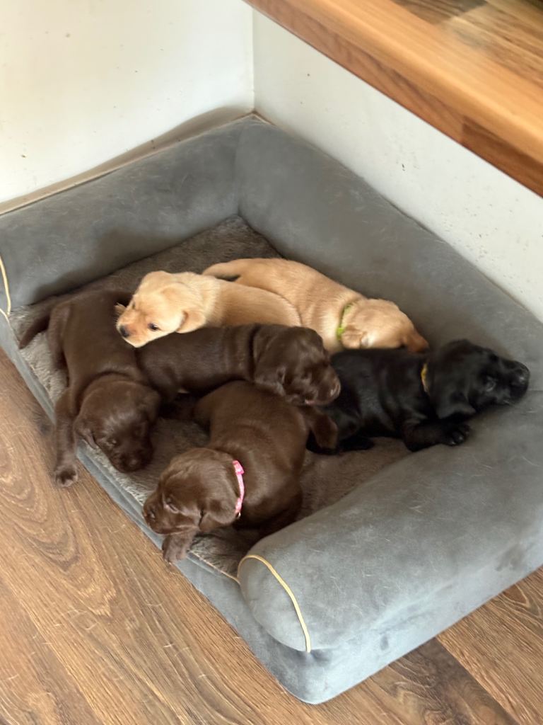 Stunning golden, chocolate and black Labrador puppies ready to leave next week