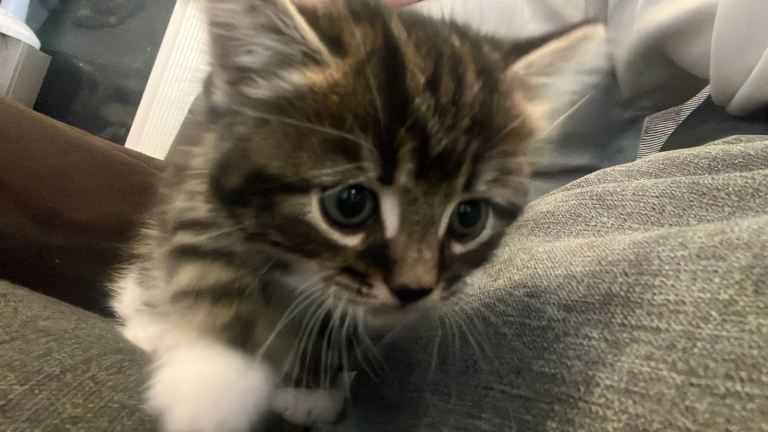 Male kitten - 10 weeks