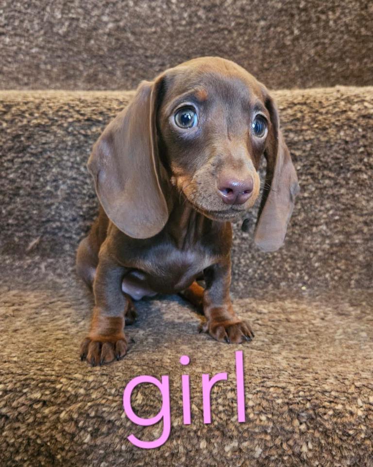 Dachshund for sale 