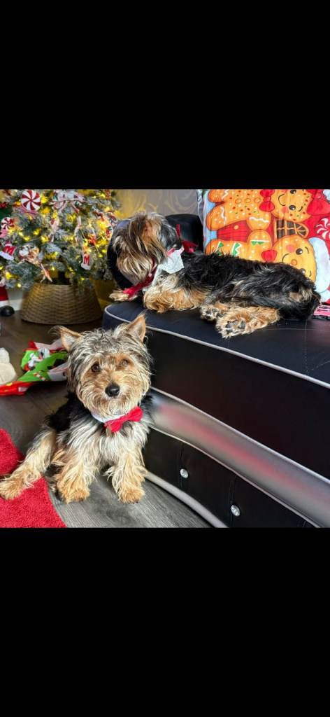 Yorkshire terrier pure breed 