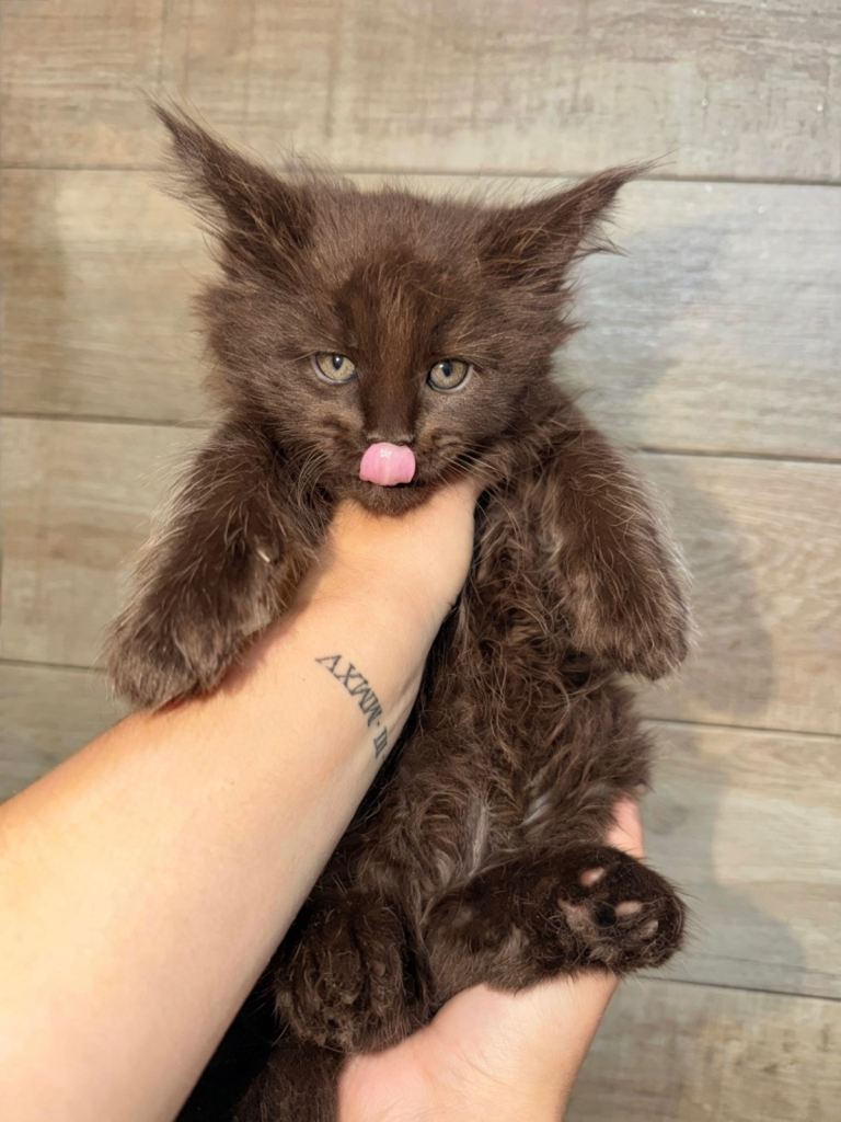 TICA Registered Maine Coon Kittens