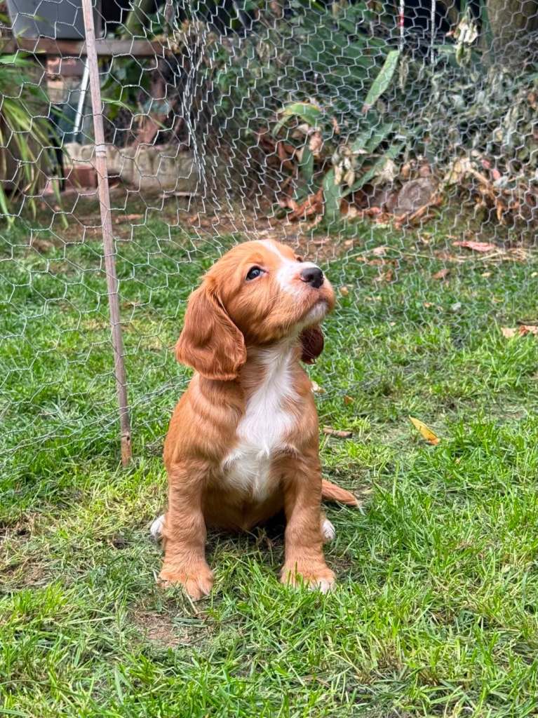 Beautiful Cocker spaniel puppies 