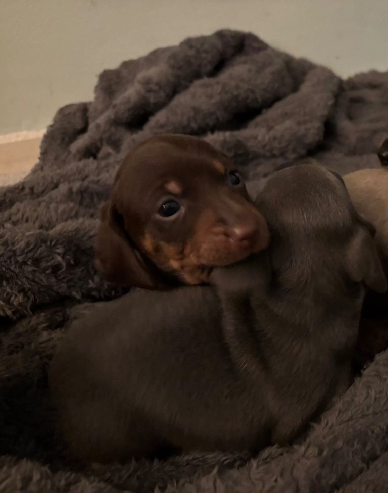 Miniature dachshund puppies for sale
