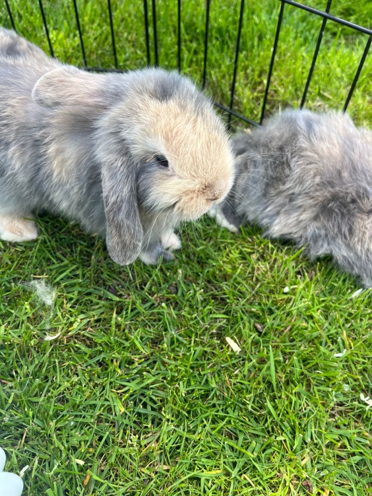 Baby lop-eared rabblits