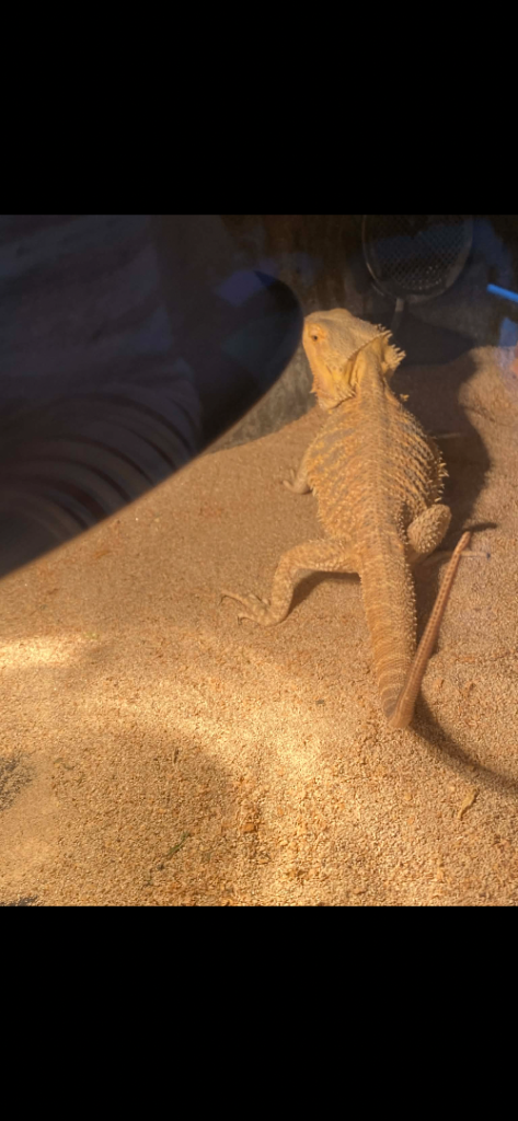 Bearded dragon 