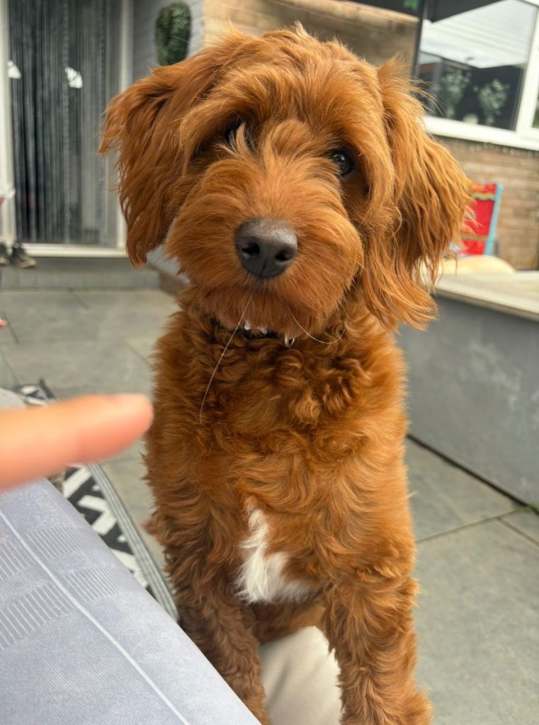 Male Cavapoo for sale £750 ono