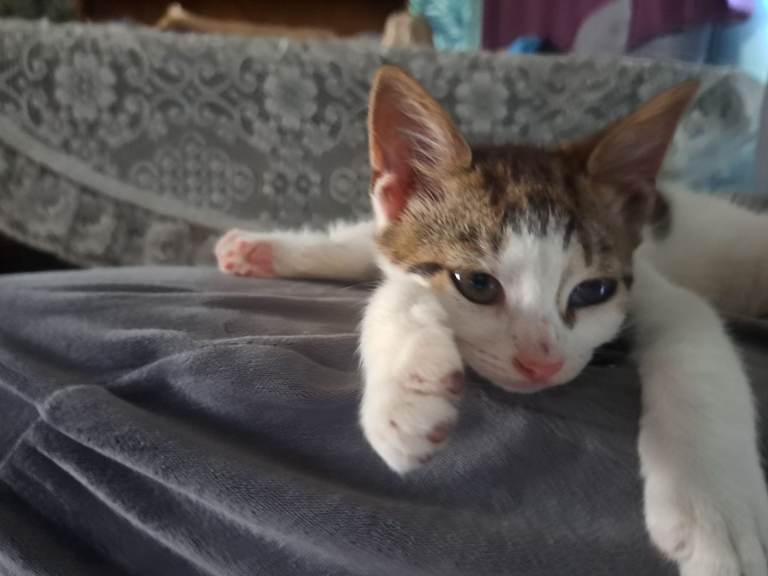 kitten 