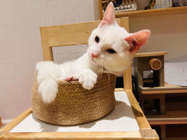 Playful, Kids-Friendly Turkish Angora Kitten Ready Now