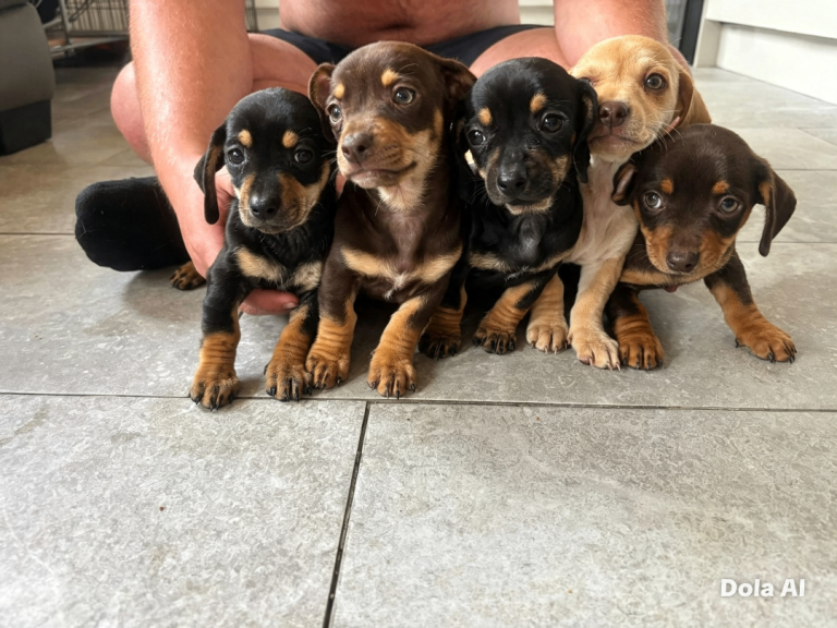 DAUSCHOUND PUPPIES NOW READY