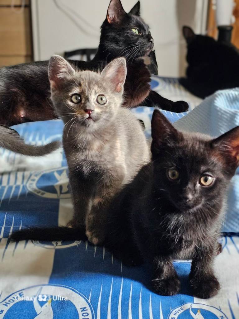 Kittens!