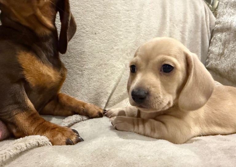 KC registered smooth miniature dachshunds 