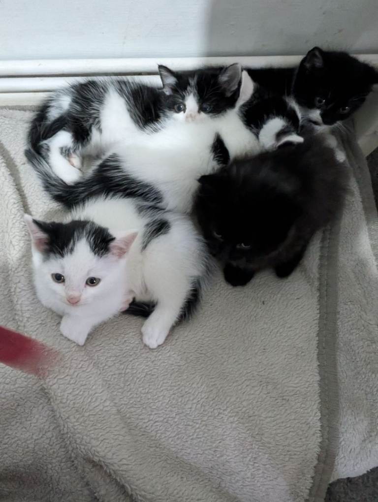 Kittens for sale £50 each