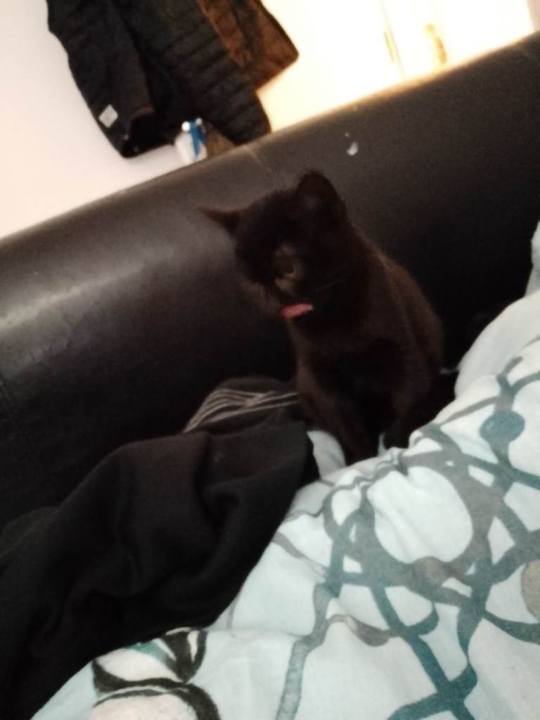 X2 pure black kittens