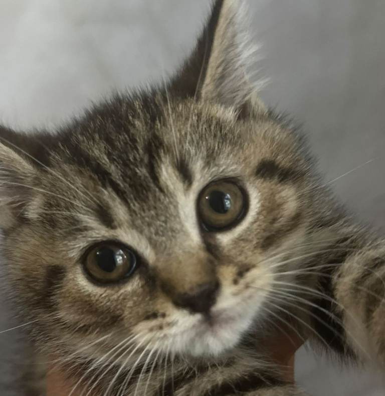 Adorable British Shorthair Kittens * Last one* * Grey Sold *