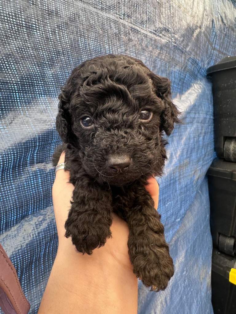 Black Cockapoo puppies for sale 