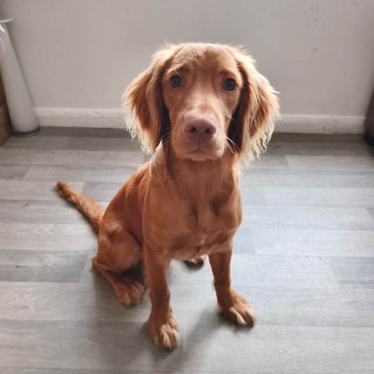 English Cocker Spanial