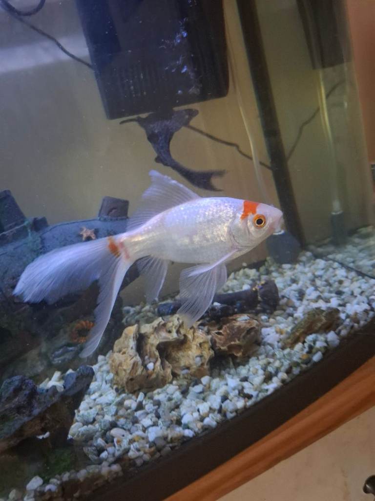 Shubunkin fish