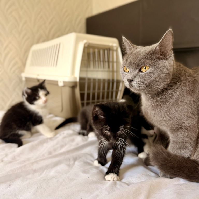 Adorable BSH mix kittens 🖤