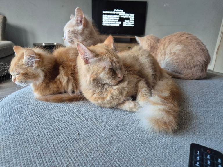 Fluffy kittens
