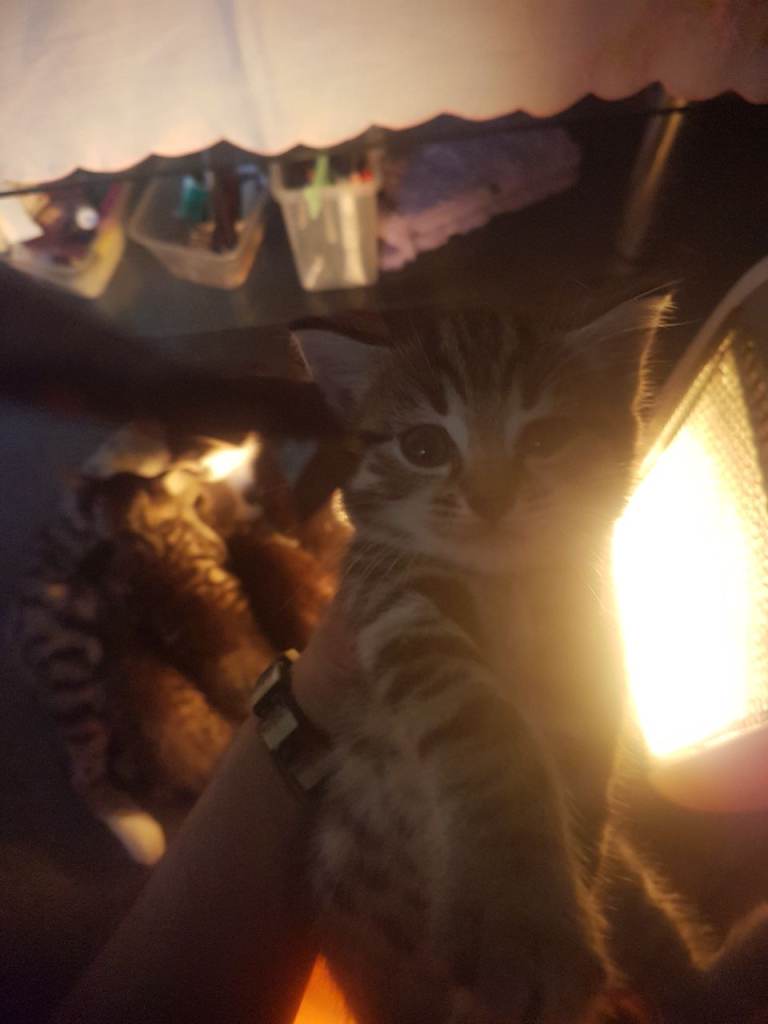 7 little kittens looking for new home 