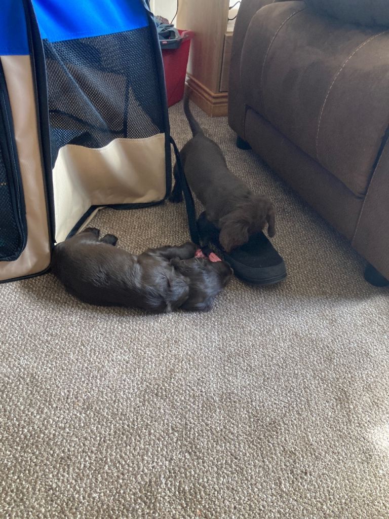 Puppy 