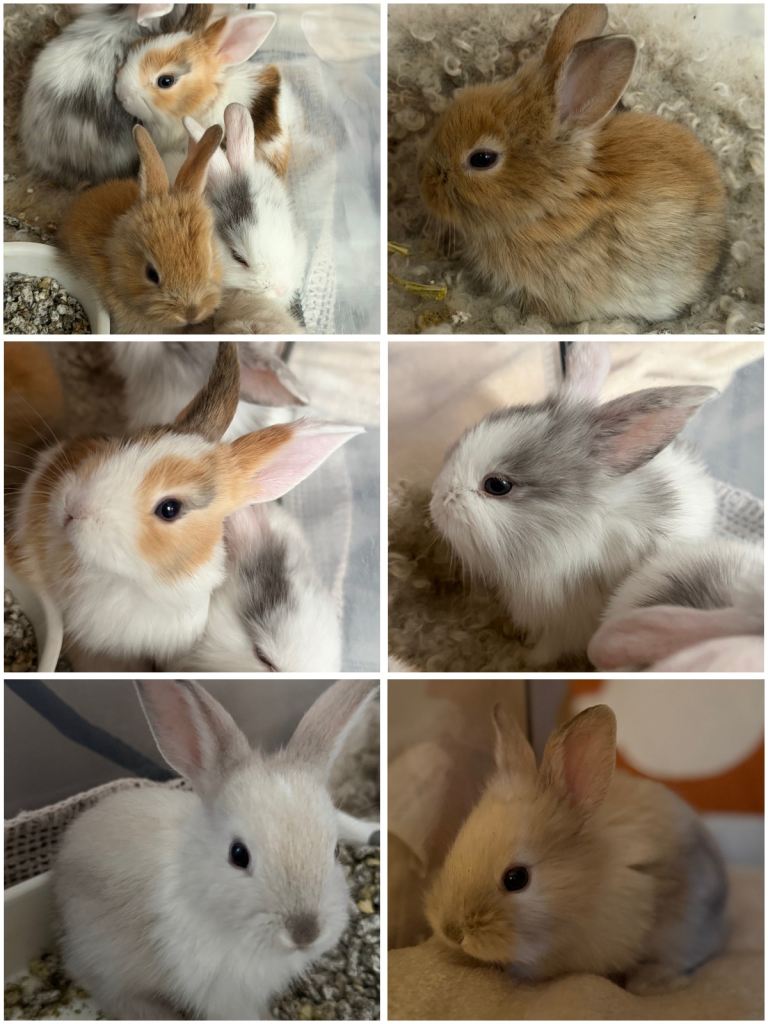 Beautiful Baby Rabbits – Ready from 16th September 🐰🤍