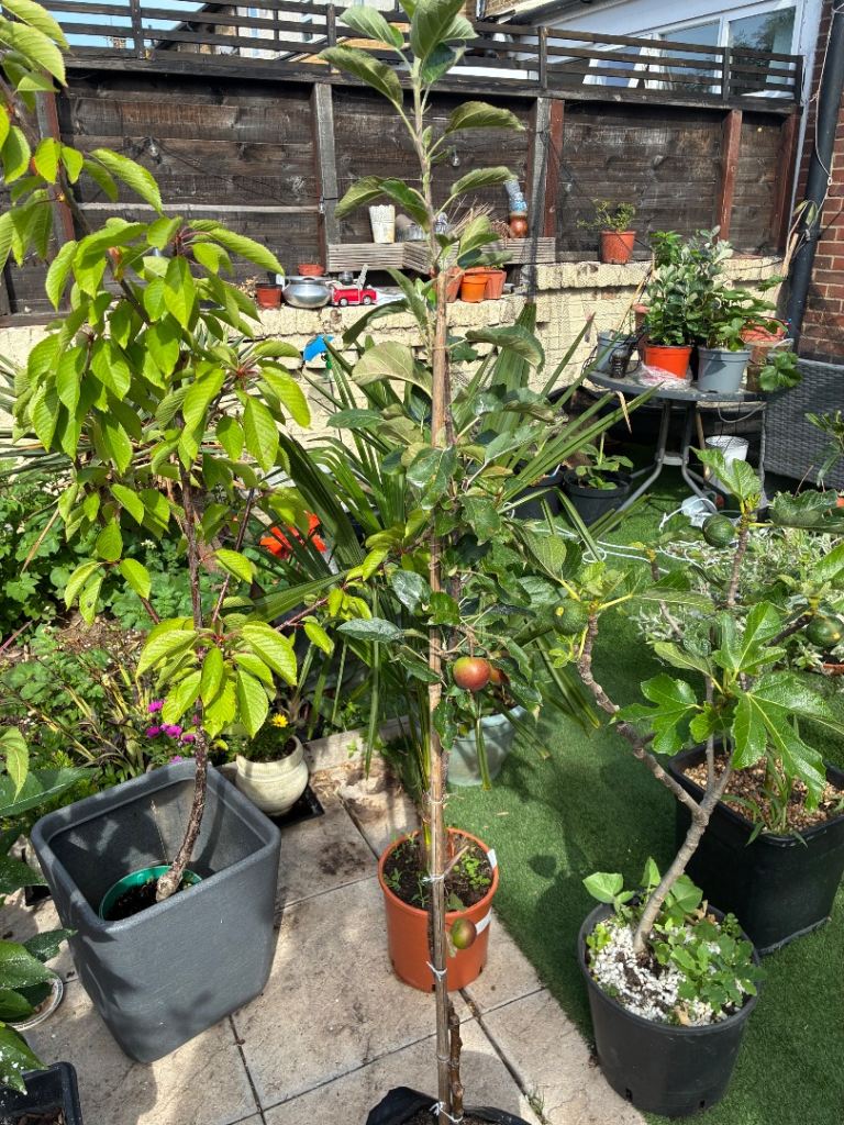 Fruiting Apple Tree for Sale – Already Growing Fruit!