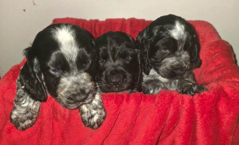 Cocker spaniel puppies
