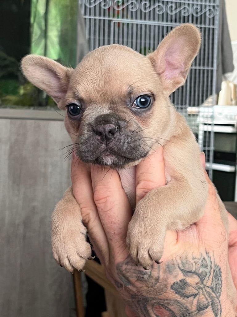 French bull dog puppies 