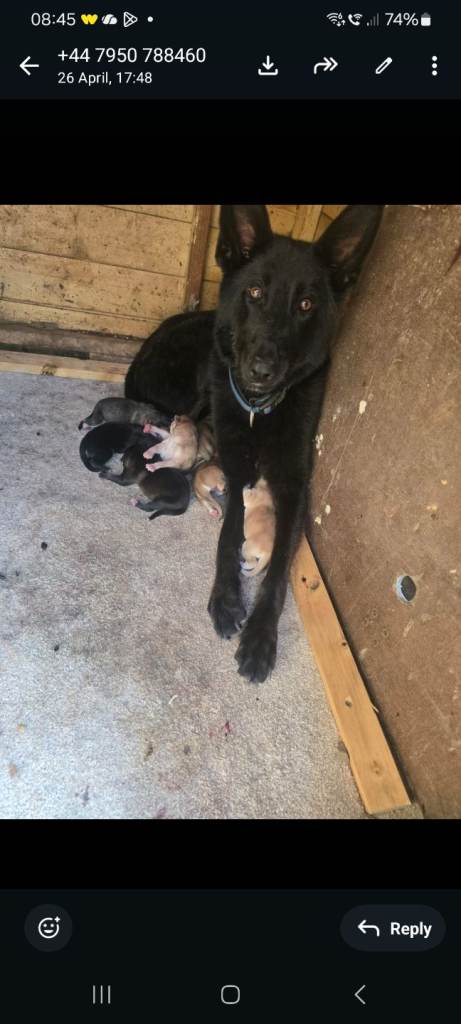 German shepherd x Akita 