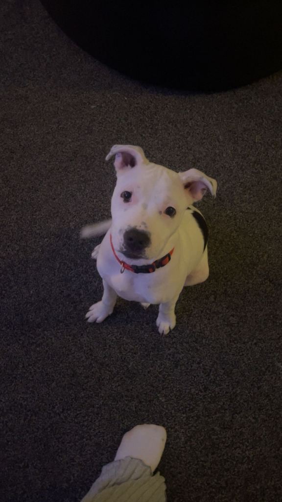 Staffordshire bull terrier 
