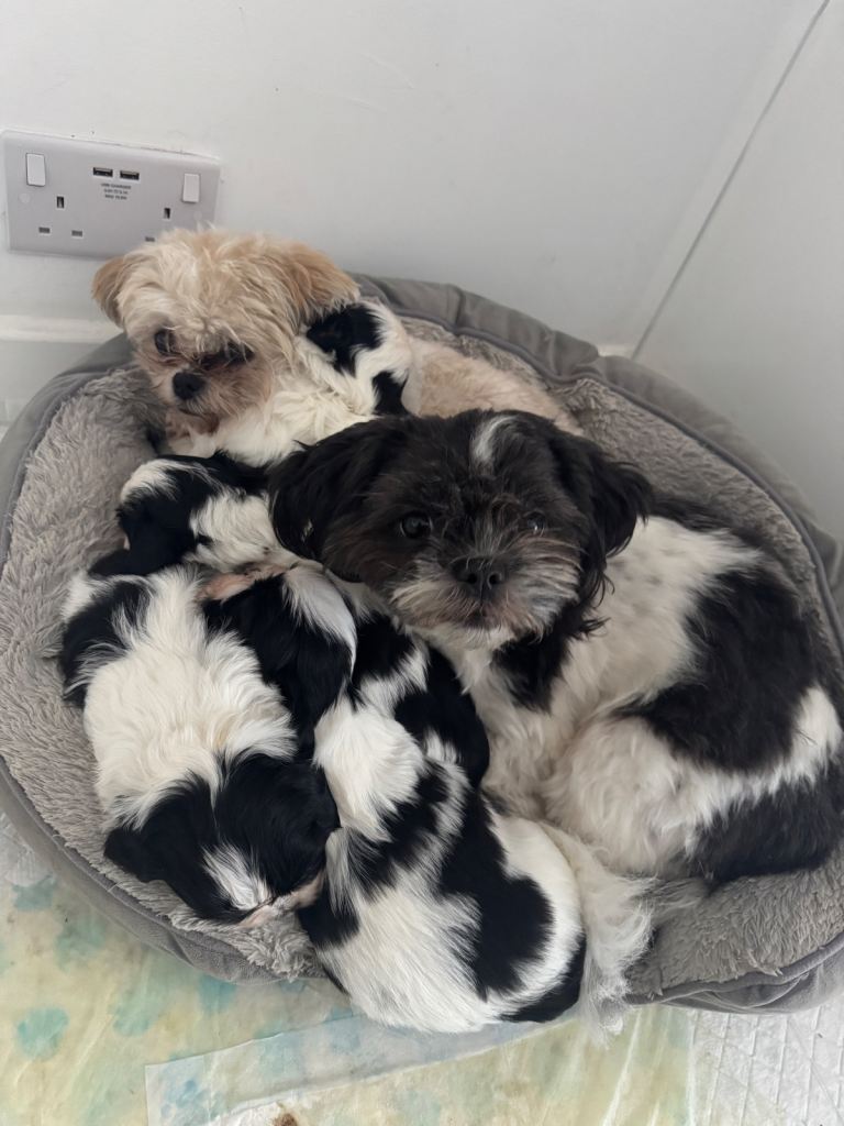 SOLD 2 x male Shih Tzu puppies for sale