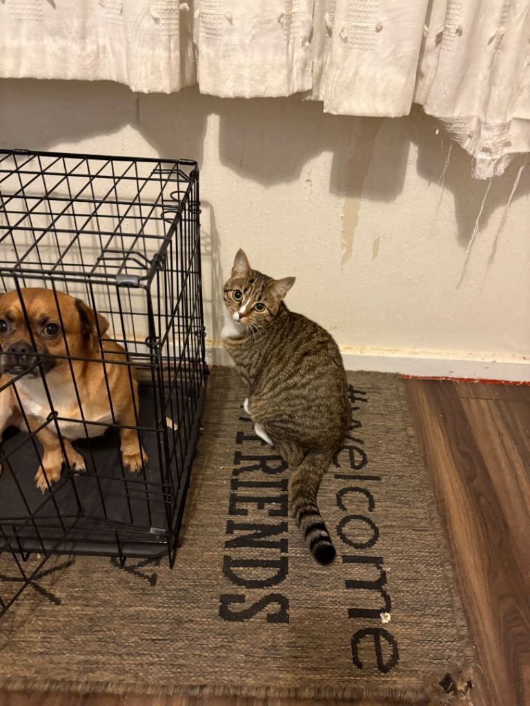 Tabby and white female cat