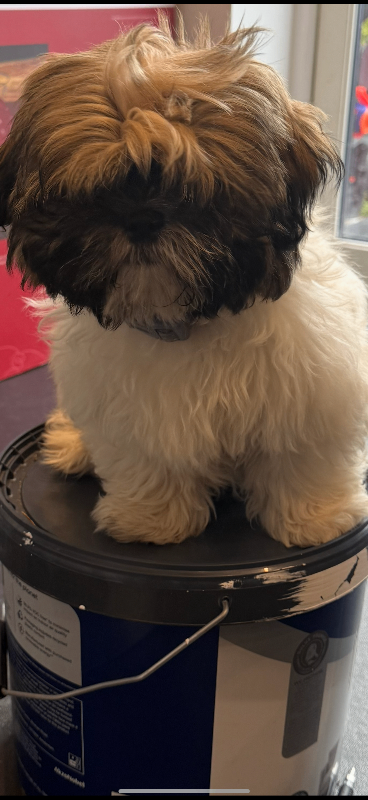 Shih Tzu