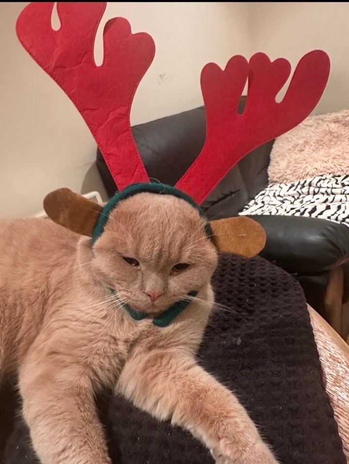 Beautiful Orange Cat (British Shorthair Mix) – Ready for Loving Home