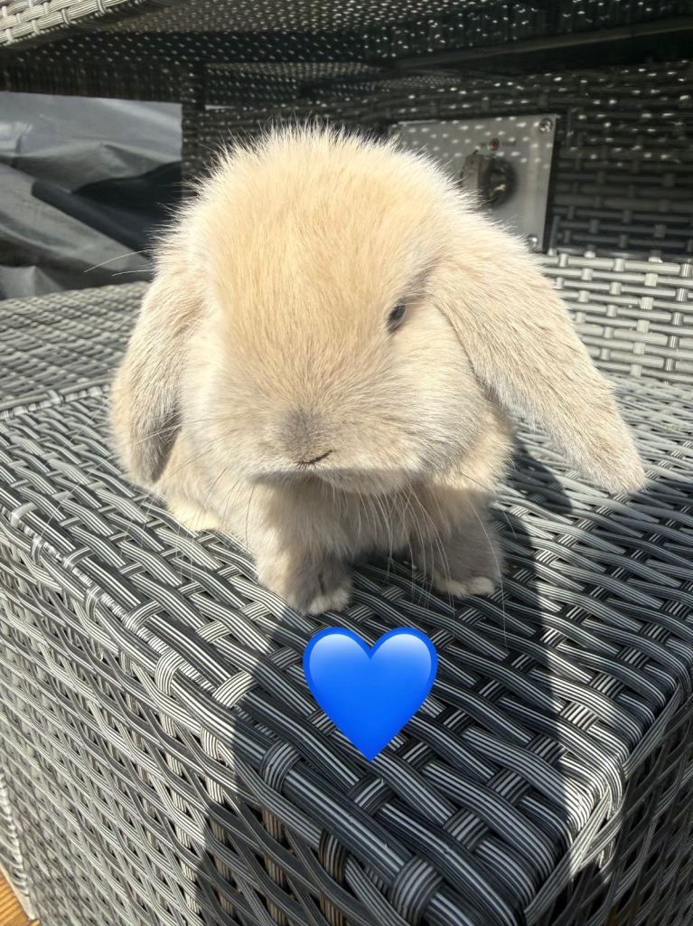 Mini Lop Bunnies 