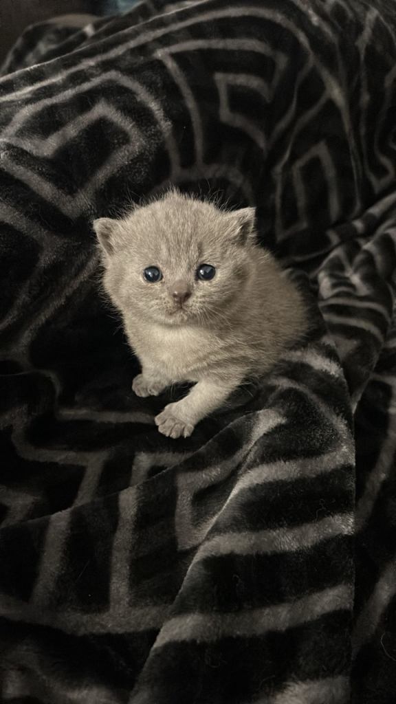British short hair kitten 